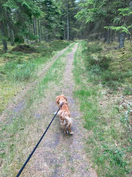 Billede 93 af Det blågrønne Hus