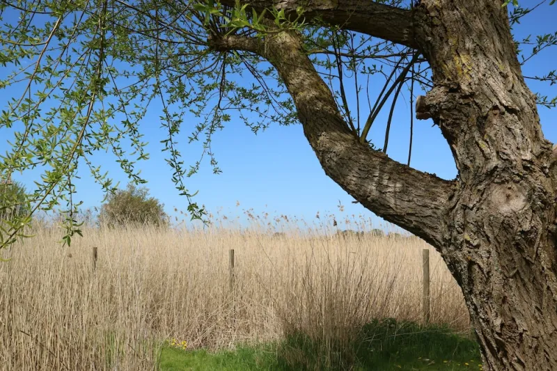 Billede 21 af Birkelygaard Bed & Breakfast