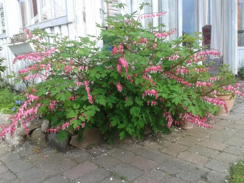 Photo 29 of Belvedere B&B