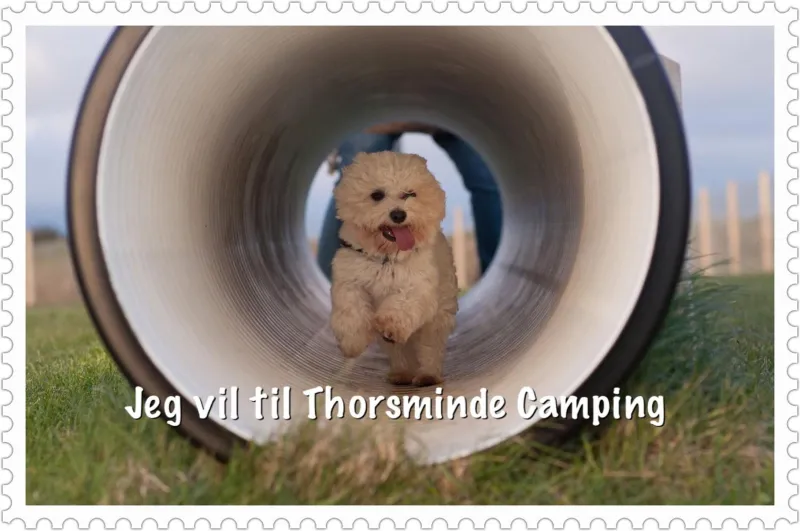 Thorsminde Camping & Cottages photo 58