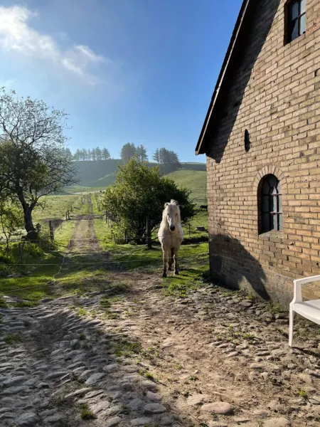 Billede 3 af Store Stensig (landlig idyl ved Frederikshavn)