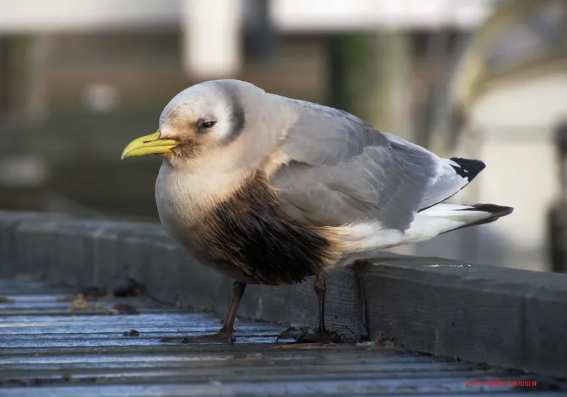 Billede 8 af Bogense Feriebo