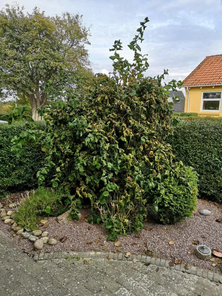 Billede 49 af Safine B&B