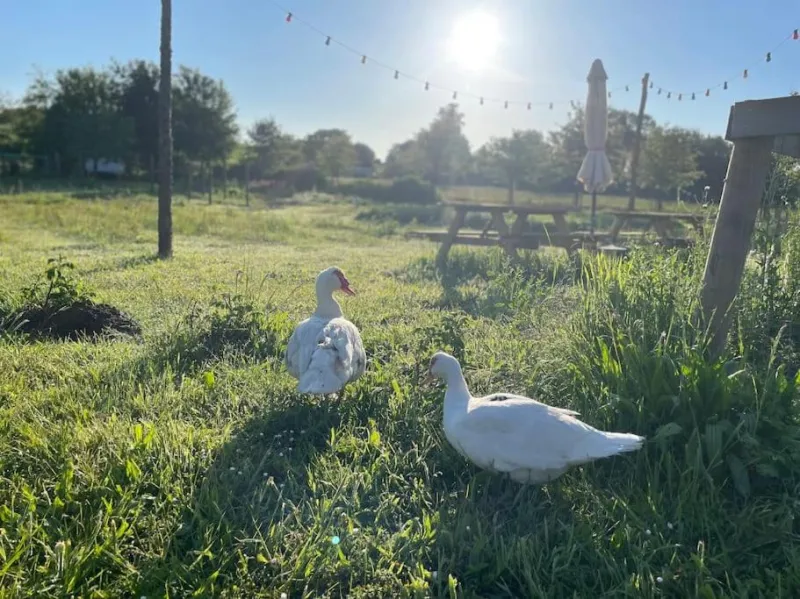 Billede 28 af Farmen - beautiful view among animals