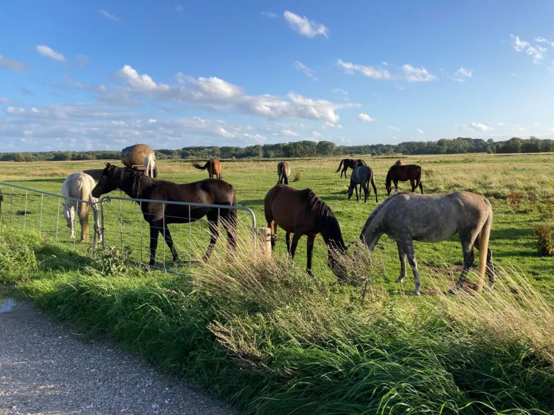 Billede 9 af Ørbakke - Søborg Sø