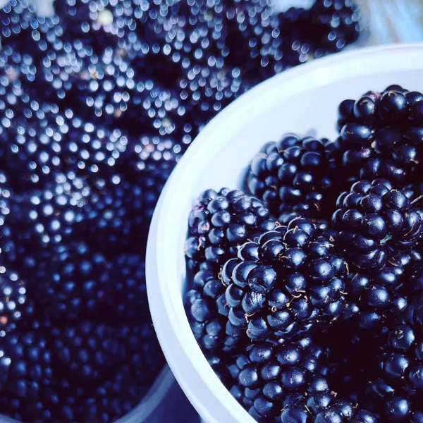 BlackberryHouse photo 15