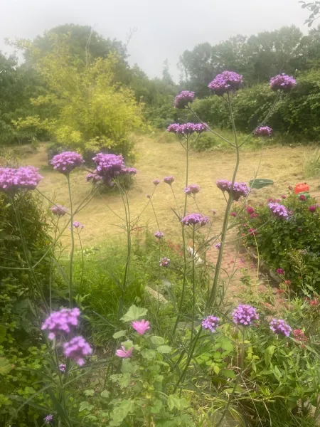 BlackberryHouse photo 27