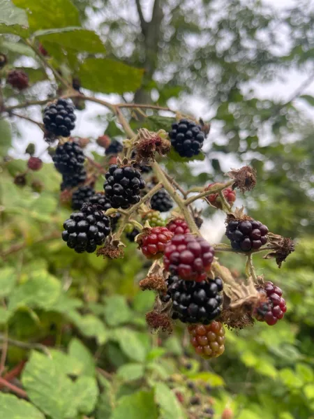 BlackberryHouse photo 33