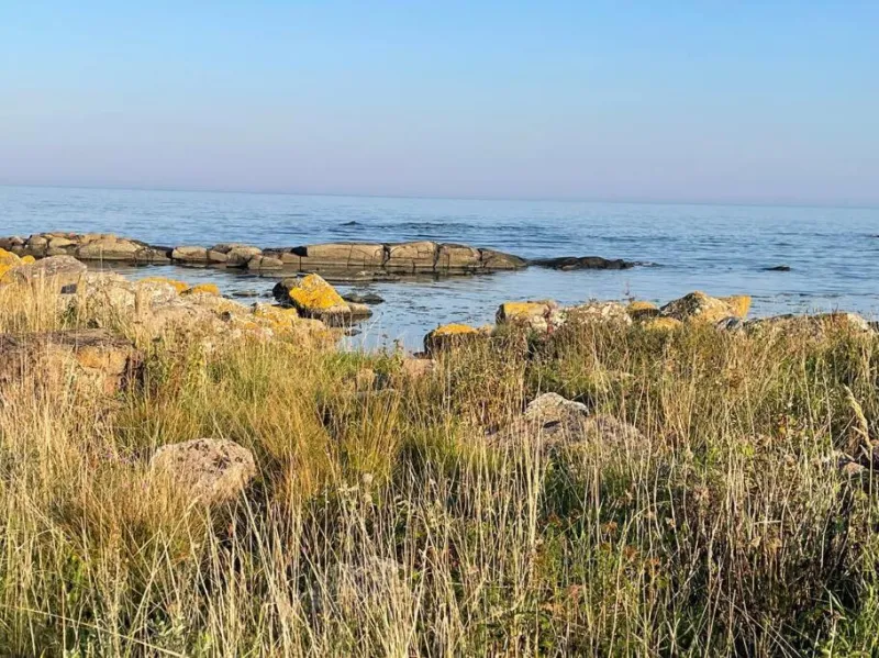 Billede 6 af Wildernest Bornholm - Fasanen