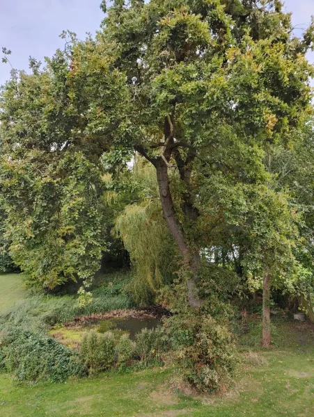 The Old Vicarage photo 8