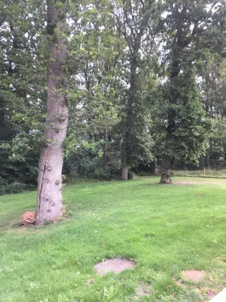 Ro i skoven - men tæt på byen photo 6