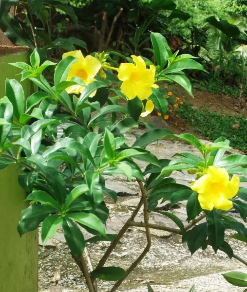 Billede 35 af Serenity Lodges Dominica