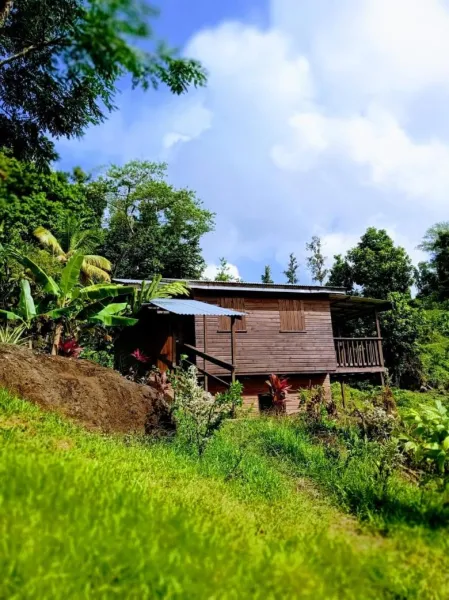 Billede 15 af Roots Jungle Retreat