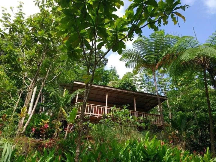 Billede 38 af Roots Jungle Retreat