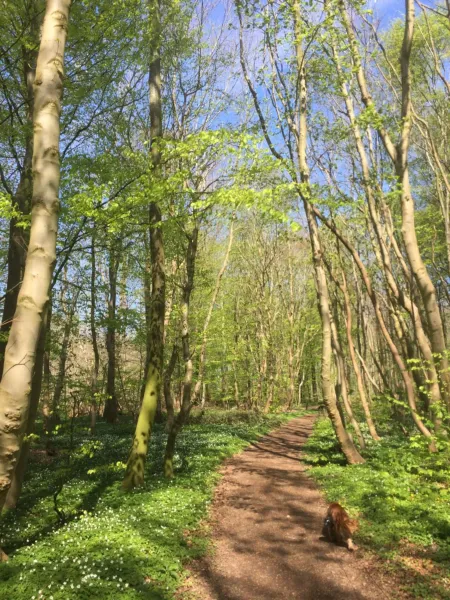 Anesminde photo 19