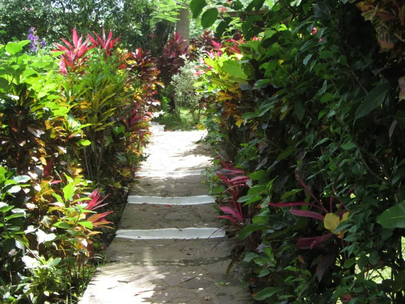 Billede 8 af Hibiscus Valley Inn