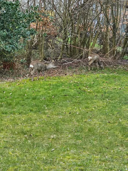 Billede 29 af Mannerup - Kærgaard