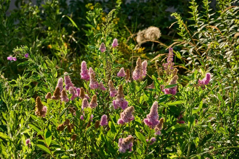 Billede 76 af Hesselgaard Glamping