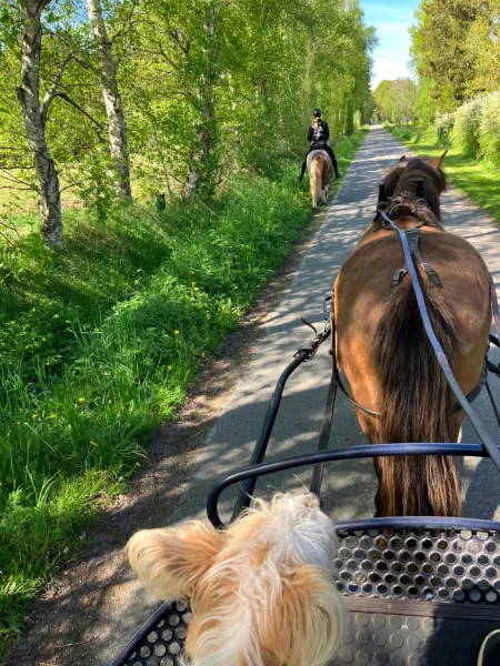 Billede 9 af Mor’s hus Læsø