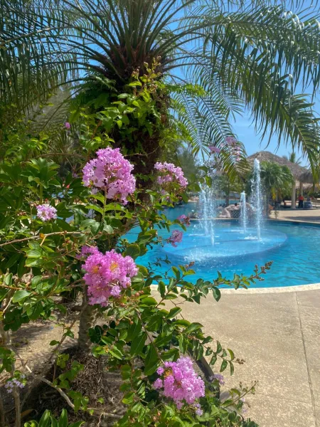 Billede 80 af La Ensenada Beach Resort