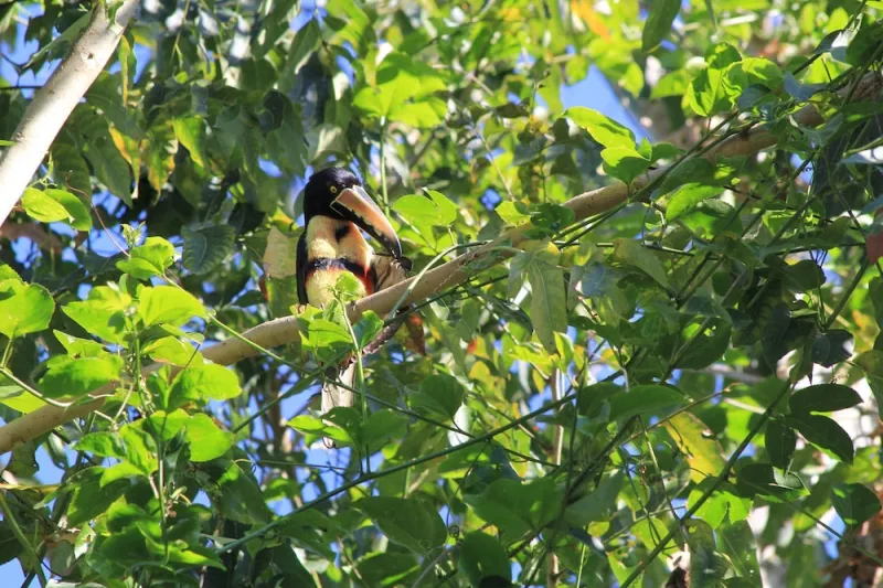 Billede 9 af Omega Tours Adventure Company & Eco Jungle Lodge