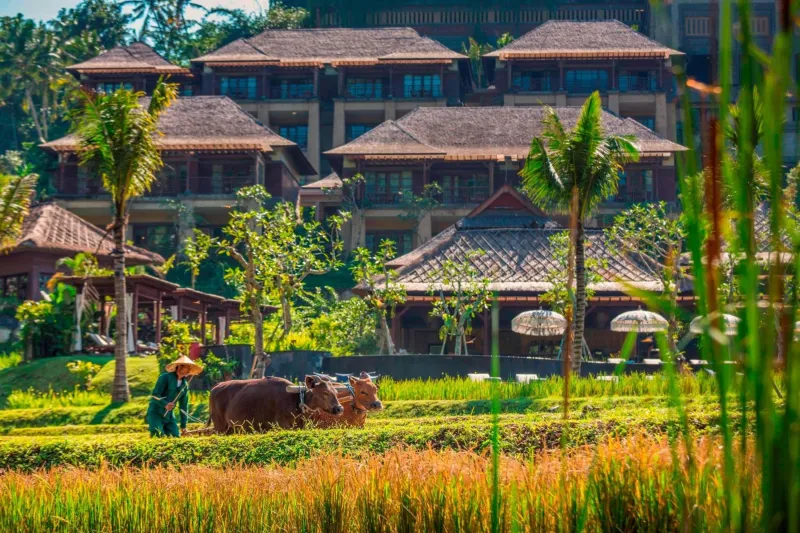 Billede 10 af Mandapa, a Ritz-Carlton Reserve