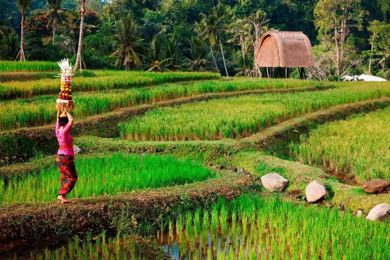 Billede 18 af Mandapa, a Ritz-Carlton Reserve