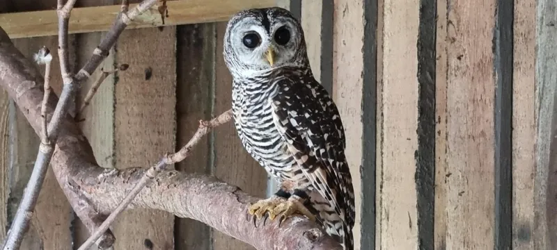 Billede 56 af The parrot hotel, live in a rescue animal park