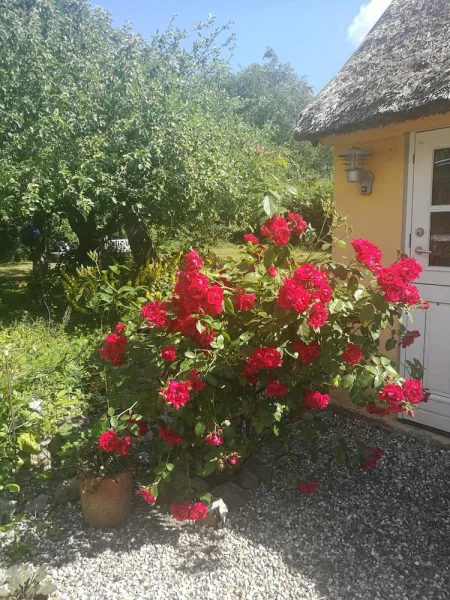 Billede 16 af Bella Bed and Breakfast Stevns