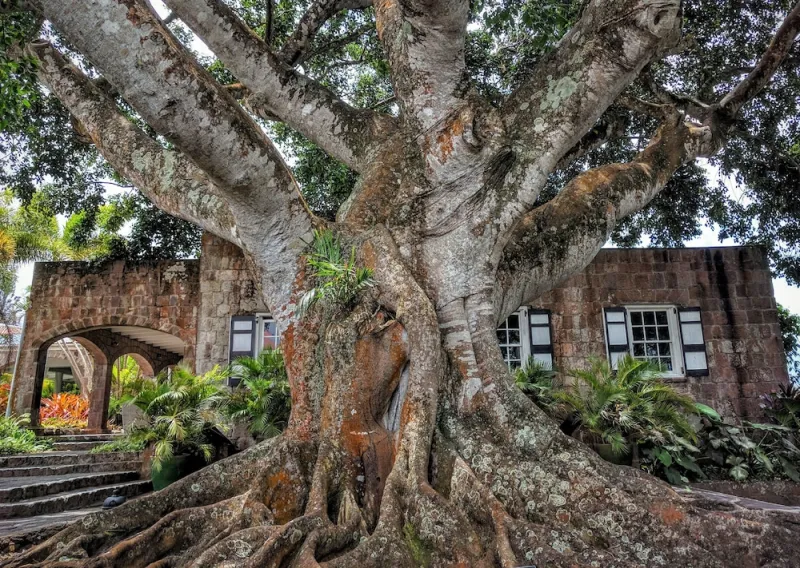 Photo 33 of Montpelier Nevis
