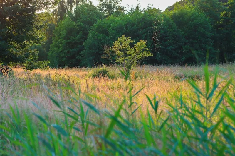 Billede 30 af Heart of Nature