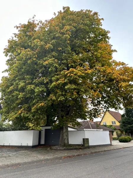 Billede 7 af B&B The Old Chestnut Tree
