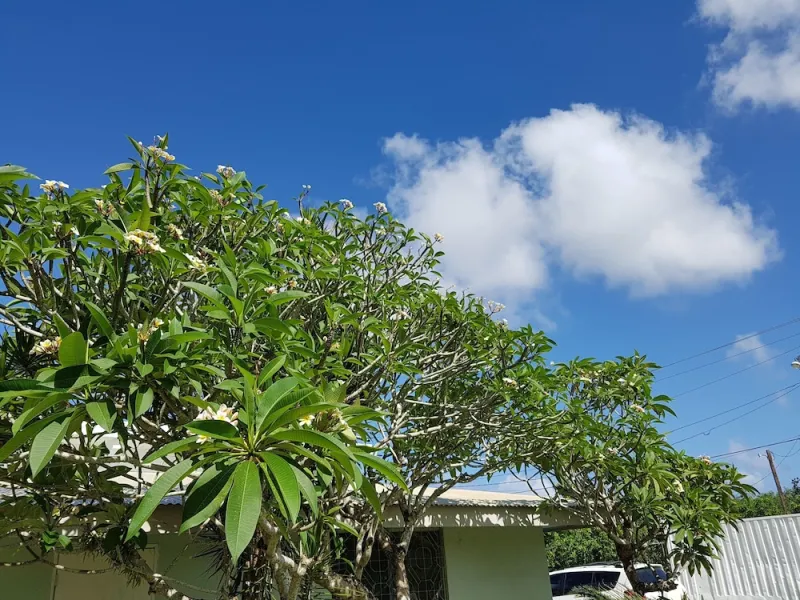 Billede 2 af Saipan Family Residence