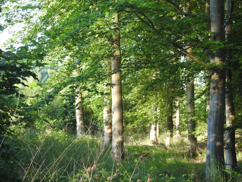 Billede 2 af Aa Strand Camping