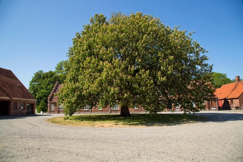 Billede 21 af Bellinge House