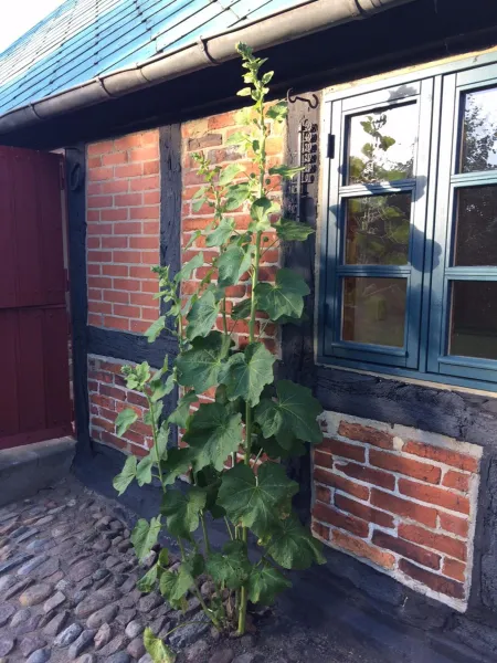 Billede 19 af Villa Zira