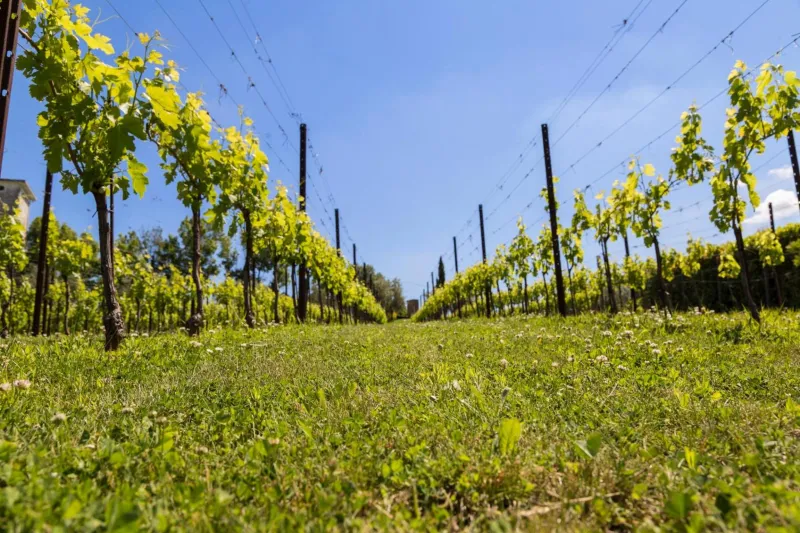 Billede 9 af Agriturismo Le Bosche