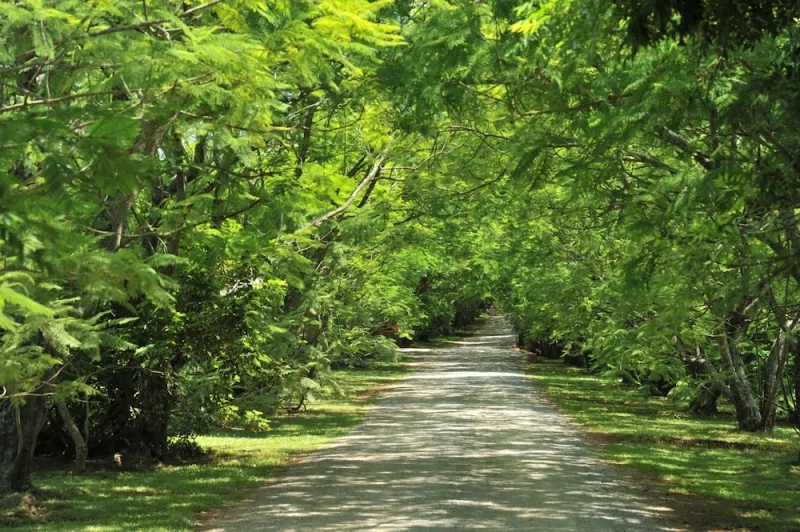 Billede 7 af Summerfield Luxury Resort & Botanical Garden