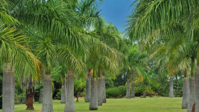 Billede 25 af Summerfield Luxury Resort & Botanical Garden