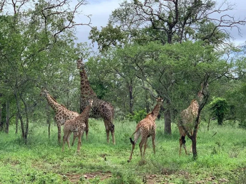 Billede 8 af Mbuluzi Game Reserve