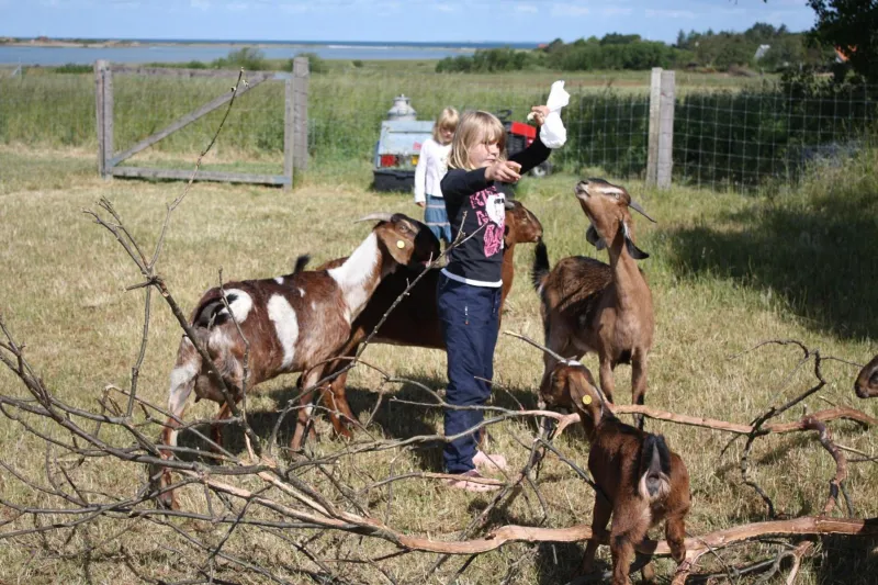 Billede 25 af Vesterlyng Camping and Cottages