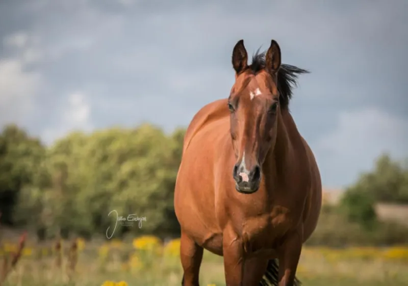 Billede 45 af Ferienzimmervermietung Reitferien