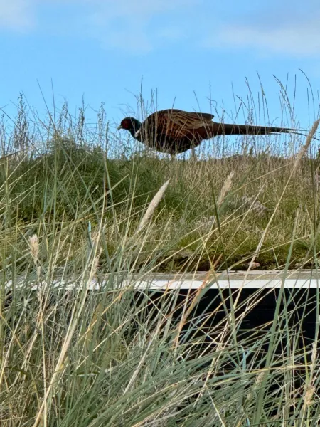 Billede 10 af Veludstyret sommerhus i unik natur 350 m fra lækker badestrand - helårsbolig