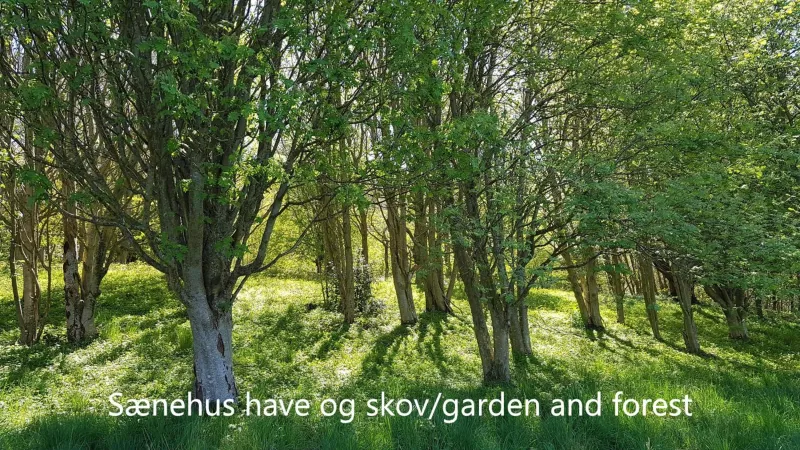 Billede 18 af Sænehus Husmandssted