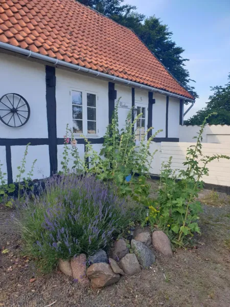 Billede 2 af Violen