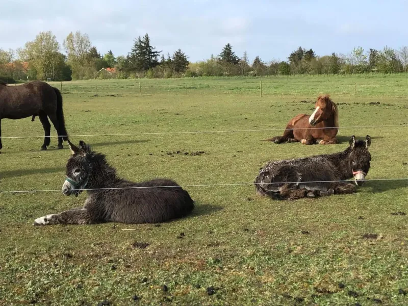 Billede 28 af BB-Vadehavet Ferielejlighed til 6 personer ved Nationalpark Vadehavet