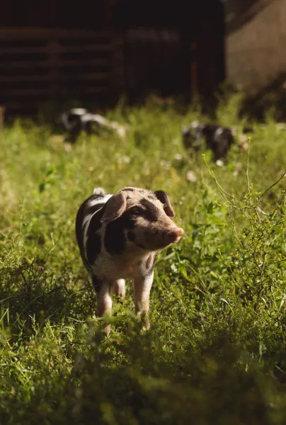 Billede 2 af Dambækgaard Sustainable Farm