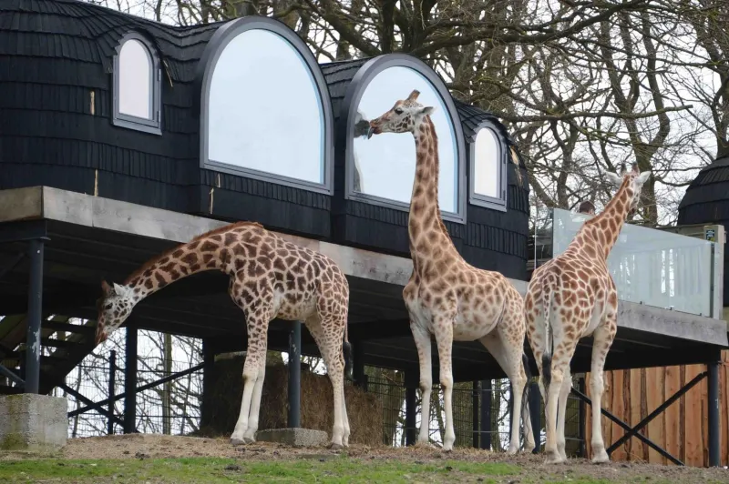 Billede 63 af Ree Park