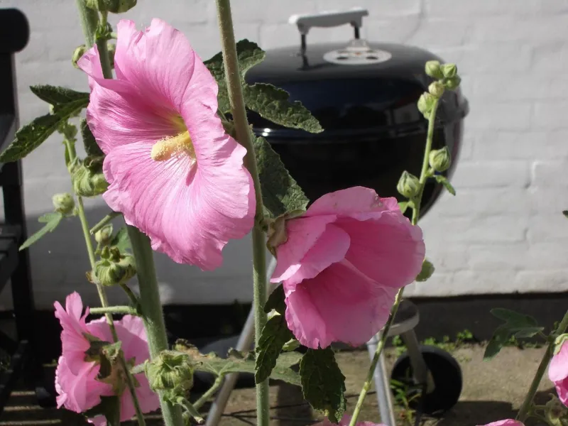 Billede 8 af Natursti Silkeborg Bed & Breakfast