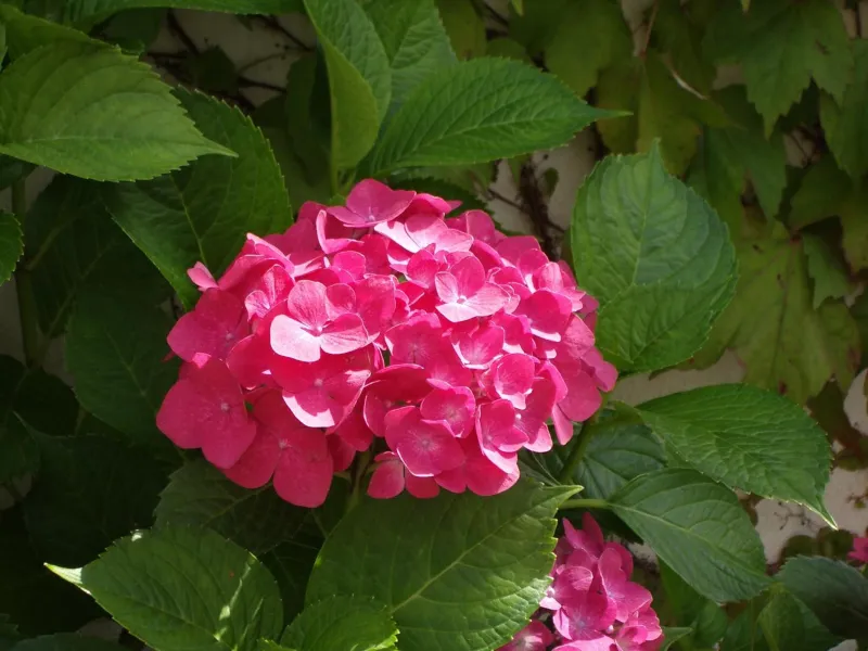 Billede 14 af Natursti Silkeborg Bed & Breakfast